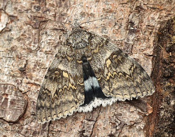 72.076 BF2451 Clifden Nonpareil Catacola fraxini
