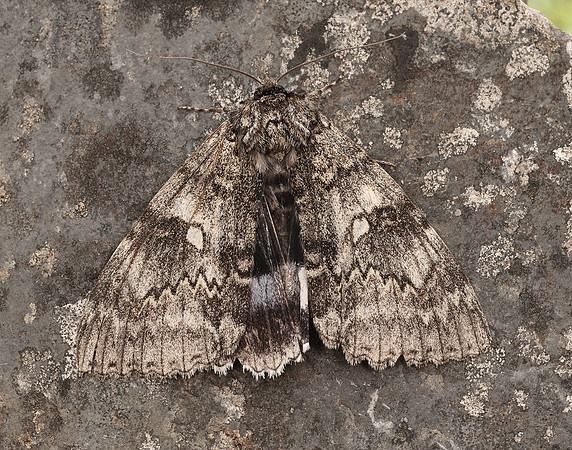 72.076 BF2451 Clifden Nonpareil Catacola fraxini