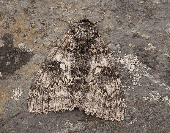 72.076 BF2451 Clifden Nonpareil Catacola fraxini