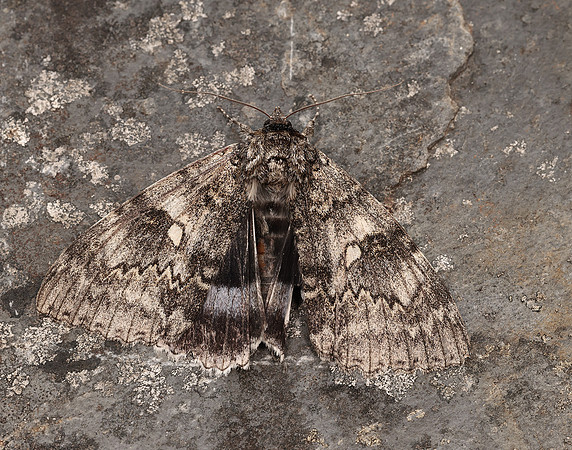 72.076 BF2451 Clifden Nonpareil Catacola fraxini