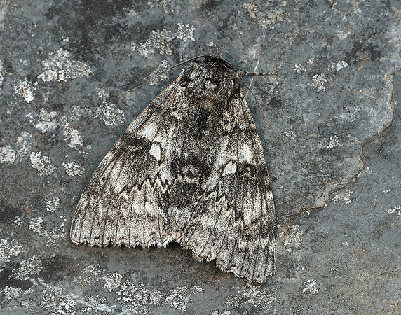 72.076 BF2451 Clifden Nonpareil Catacola fraxini