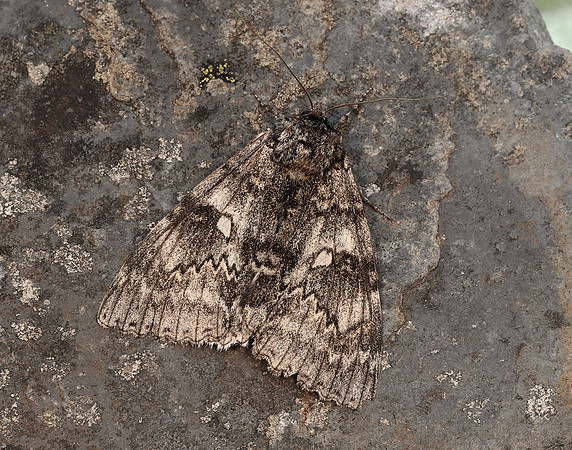 72.076 BF2451 Clifden Nonpareil Catacola fraxini