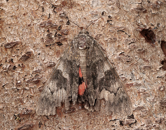 72.078 BF2452 Red Underwing Catocala nupta