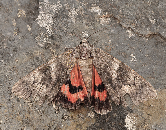 72.078 BF2452 Red Underwing Catocala nupta