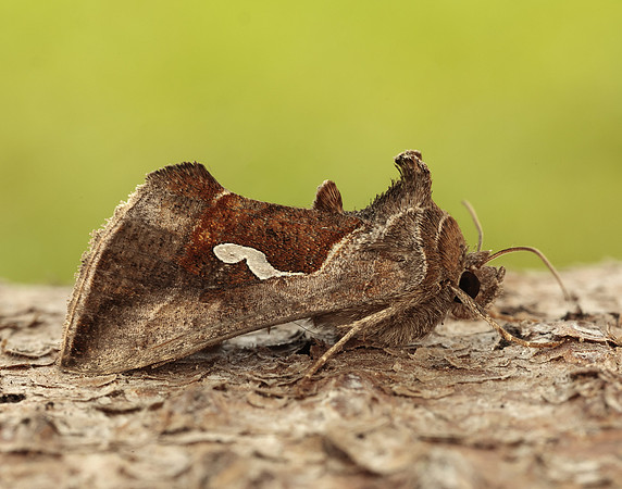 73.010 BF2436 Dewick's Plusia Macdunnoughia confusa