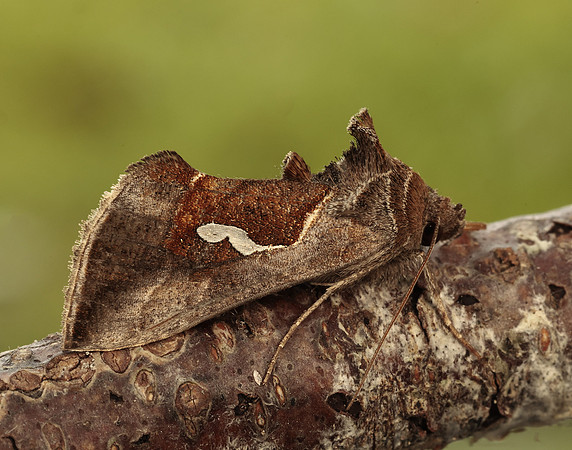 73.010 BF2436 Dewick's Plusia Macdunnoughia confusa