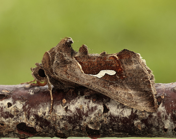 73.010 BF2436 Dewick's Plusia Macdunnoughia confusa