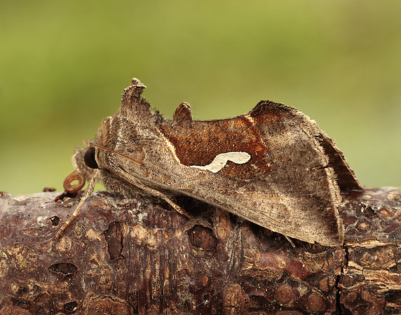 73.010 BF2436 Dewick's Plusia Macdunnoughia confusa