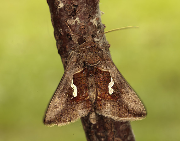 73.010 BF2436 Dewick's Plusia Macdunnoughia confusa
