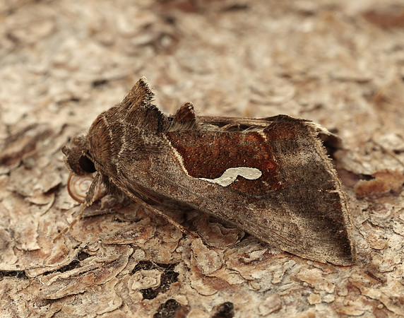 73.010 BF2436 Dewick's Plusia Macdunnoughia confusa