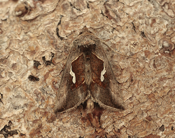 73.010 BF2436 Dewick's Plusia Macdunnoughia confusa