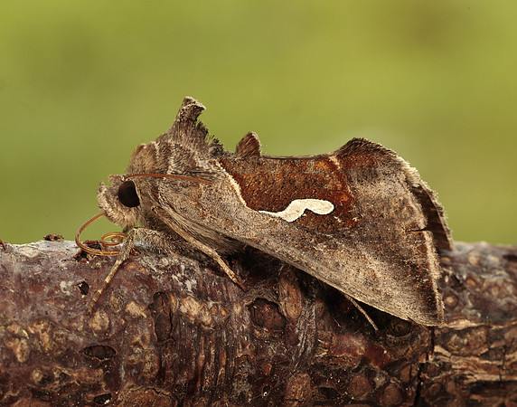73.010 BF2436 Dewick's Plusia Macdunnoughia confusa