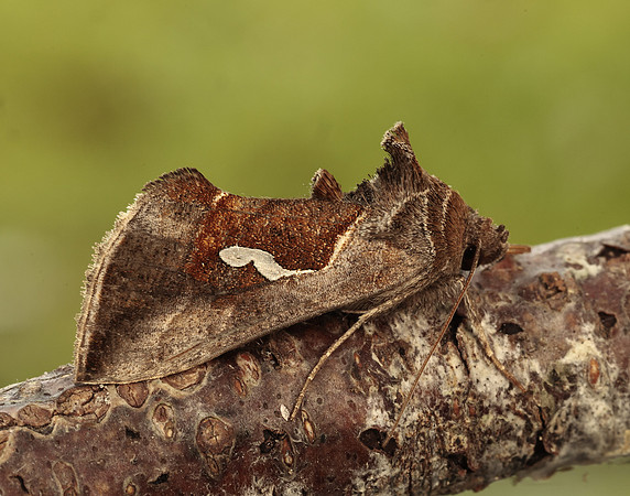 73.010 BF2436 Dewick's Plusia Macdunnoughia confusa