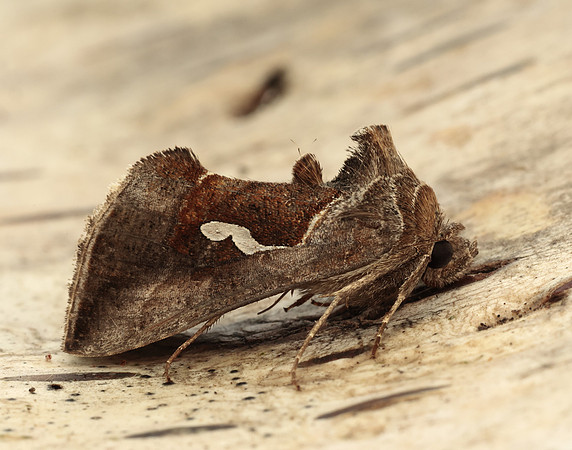 73.010 BF2436 Dewick's Plusia Macdunnoughia confusa