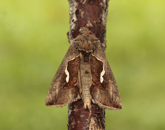 73.010 BF2436 Dewick's Plusia Macdunnoughia confusa