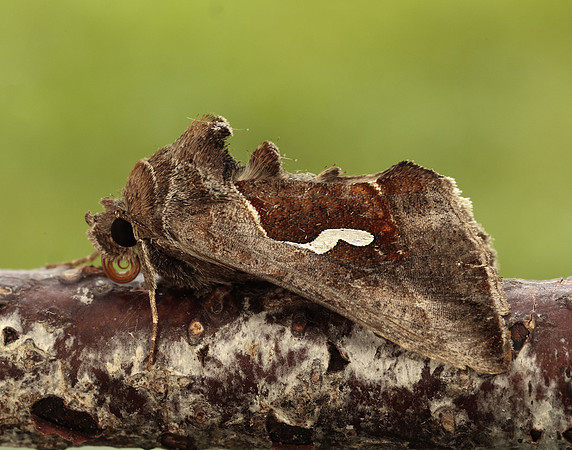 73.010 BF2436 Dewick's Plusia Macdunnoughia confusa