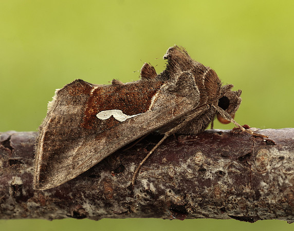 73.010 BF2436 Dewick's Plusia Macdunnoughia confusa