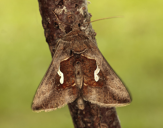 73.010 BF2436 Dewick's Plusia Macdunnoughia confusa