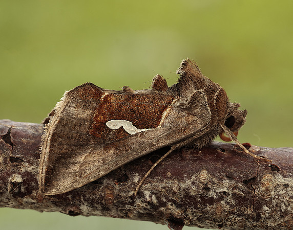 73.010 BF2436 Dewick's Plusia Macdunnoughia confusa