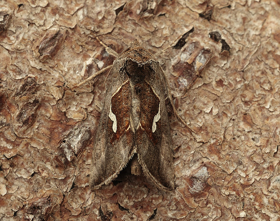 73.010 BF2436 Dewick's Plusia Macdunnoughia confusa