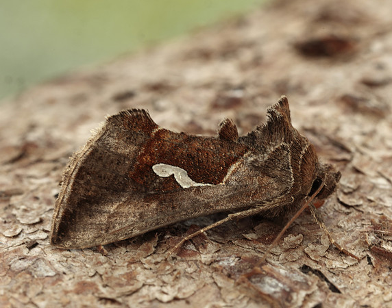73.010 BF2436 Dewick's Plusia Macdunnoughia confusa