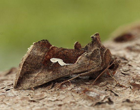 73.010 BF2436 Dewick's Plusia Macdunnoughia confusa
