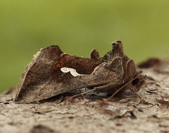 73.010 BF2436 Dewick's Plusia Macdunnoughia confusa