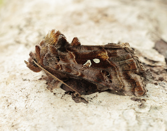 73.016 BF2442 Beautiful Golden Y Autographa pulchrina
