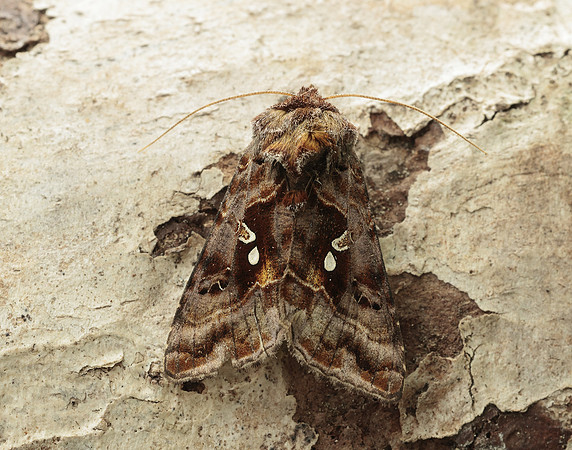 73.016 BF2442 Beautiful Golden Y Autographa pulchrina