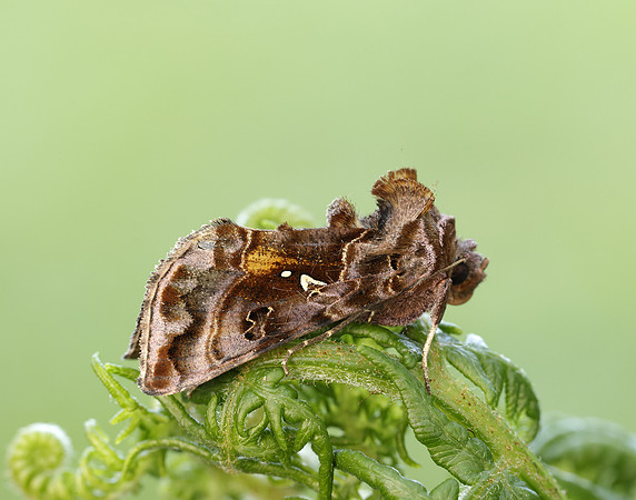 73.016 BF2442 Beautiful Golden Y Autographa pulchrina
