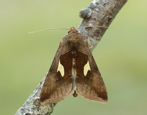 73.018 BF2444 Gold Spangle Autographa bractea
