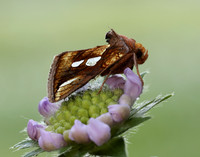 73.022 BF2439 Gold Spot Plusia festucae