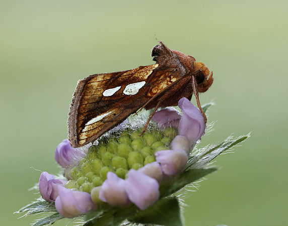 73.022 BF2439 Gold Spot Plusia festucae