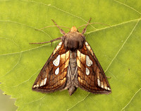 73.023 BF2440 Lempke's Gold Spot Plusia putnami