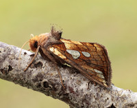 73.023 BF2440 Lempke's Gold Spot Plusia putnami