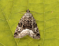 73.024 BF2410 Marbled White Spot Protodeltote pygarga