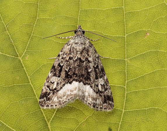 73.024 BF2410 Marbled White Spot Protodeltote pygarga