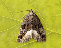 73.024 BF2410 Marbled White Spot Protodeltote pygarga