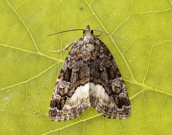 73.024 BF2410 Marbled White Spot Protodeltote pygarga