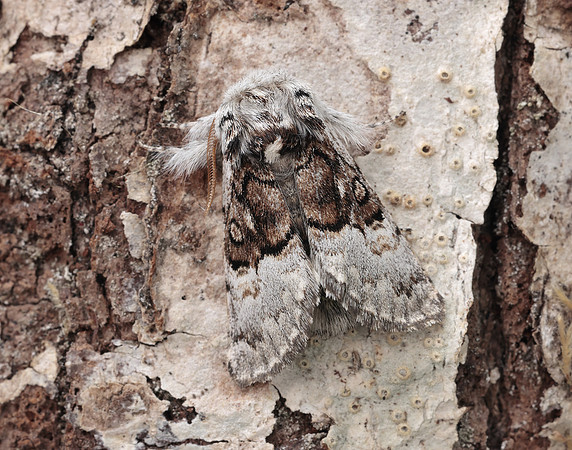 73.032 BF2425 Nut-tree Tussock Colocasia coryli
