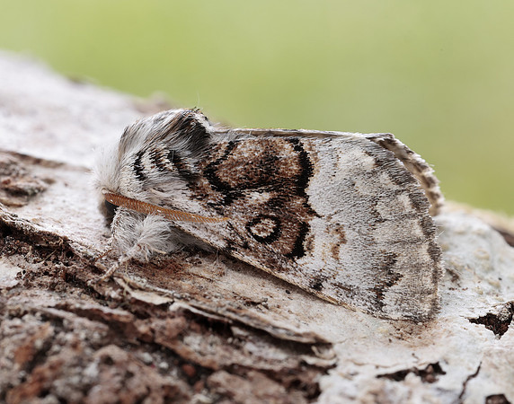 73.032 BF2425 Nut-tree Tussock Colocasia coryli