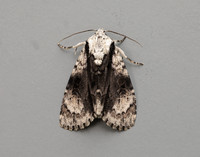73.036 BF2281 Alder Moth Acronicta alni