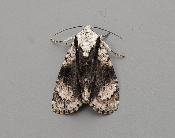 73.036 BF2281 Alder Moth Acronicta alni