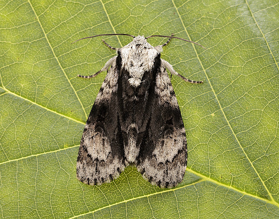 73.036 BF2281 Alder Moth Acronicta alni