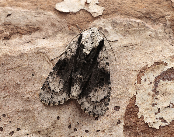 73.036 BF2281 Alder Moth Acronicta alni
