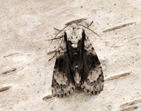 73.036 BF2281 Alder Moth Acronicta alni