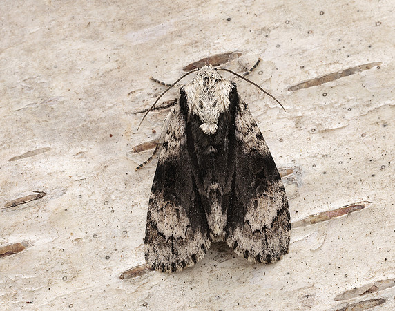 73.036 BF2281 Alder Moth Acronicta alni