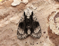 73.036 BF2281 Alder Moth Acronicta alni