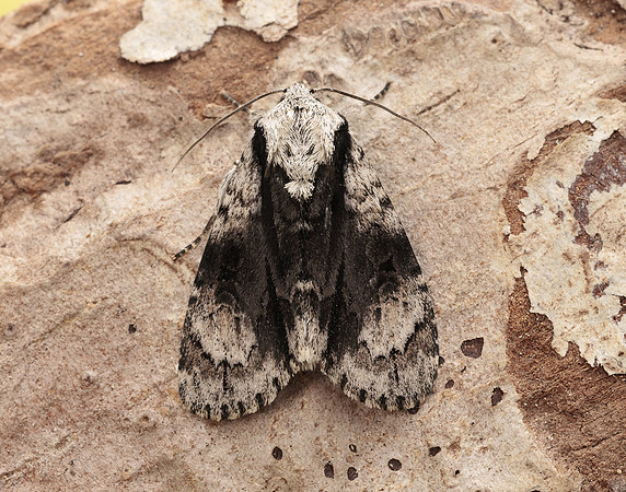 73.036 BF2281 Alder Moth Acronicta alni
