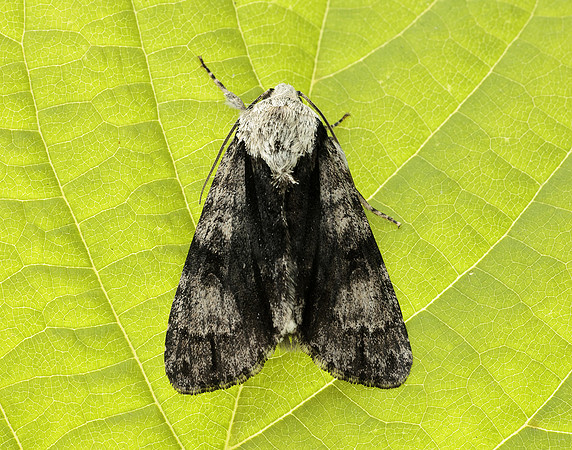 73.036 BF2281 Alder Moth Acronicta alni